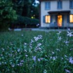 Home Decor Luxury - field of purple flower beside house