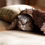 Pet Gadgets Favorite - brown Scottish fold in brown thick-pile blanket