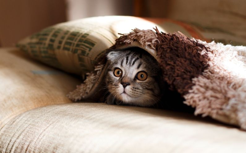 Pet Gadgets Favorite - brown Scottish fold in brown thick-pile blanket