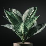 Fake Product - a potted plant with green leaves on a black background