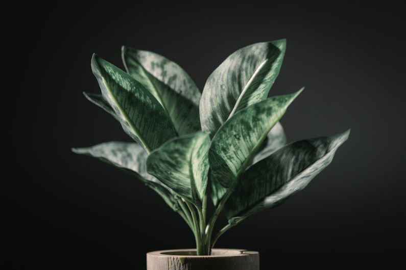 Fake Product - a potted plant with green leaves on a black background