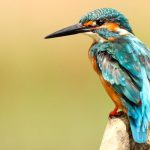 Early Bird Sale - blue and brown bird on brown tree trunk