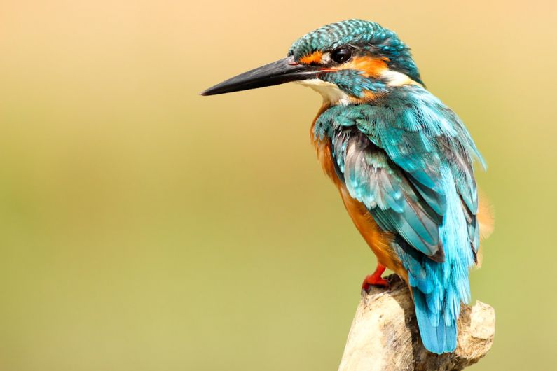 Early Bird Sale - blue and brown bird on brown tree trunk