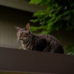 Loyalty Perks - a cat sitting on top of a window sill