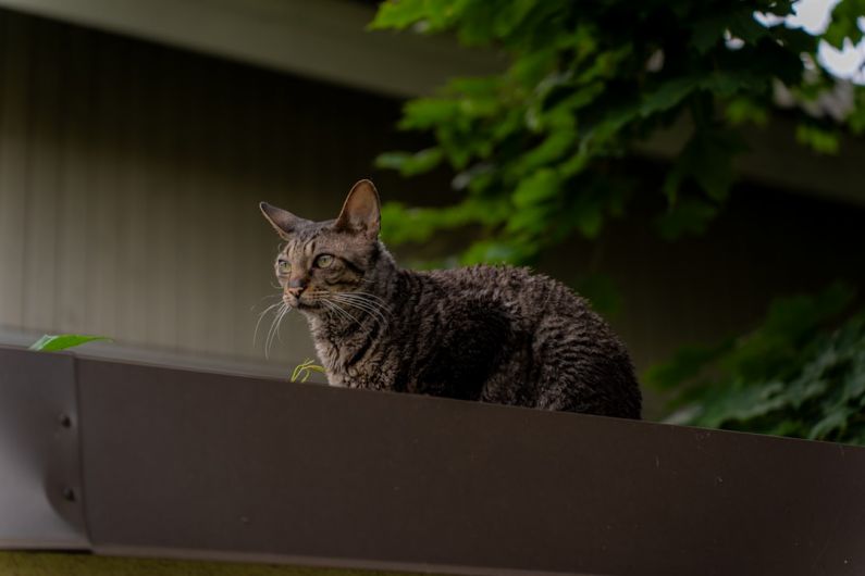 Loyalty Perks - a cat sitting on top of a window sill