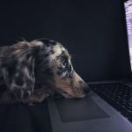 Pet Tech - brown dog watching on laptop computer