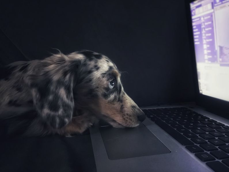 Pet Tech - brown dog watching on laptop computer