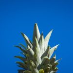 Foodie Gift - selective focus photography pineapple crown
