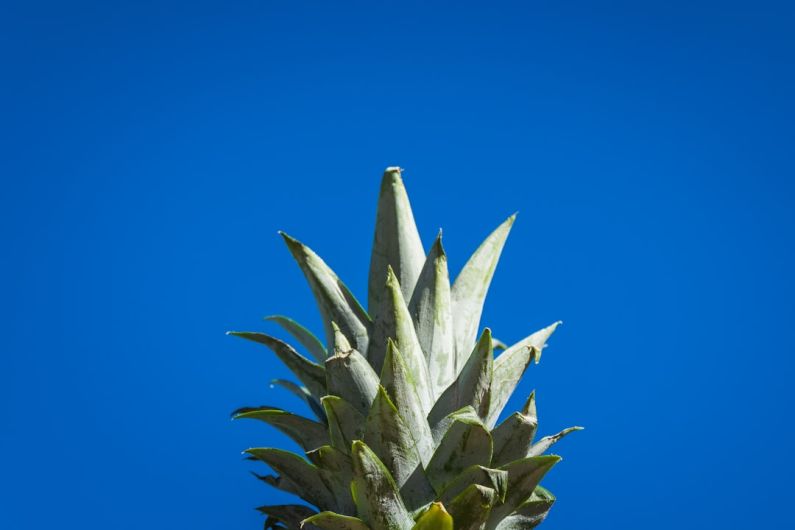 Foodie Gift - selective focus photography pineapple crown